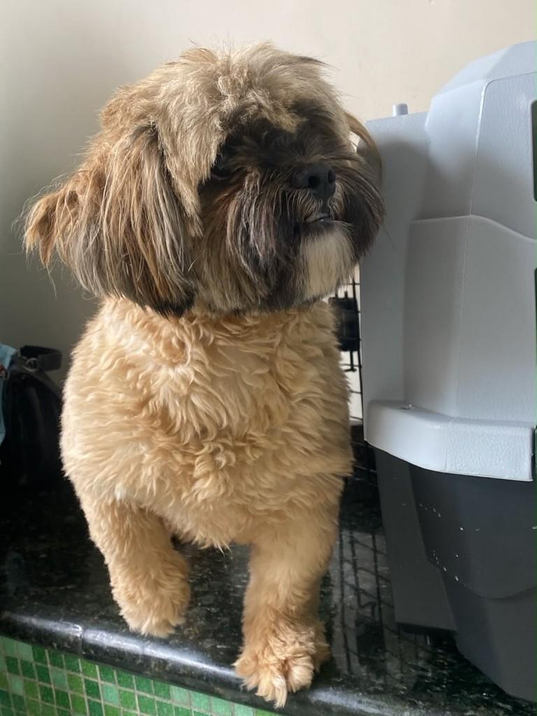 Marco Antônio, cachorro de porte pequeno para adoção em Campinas - SP — foto 3 de 3