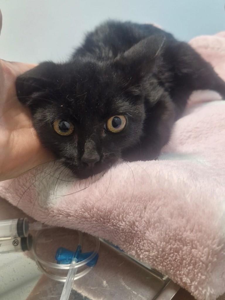 Petit, gato de porte pequeno para adoção em Campinas - SP