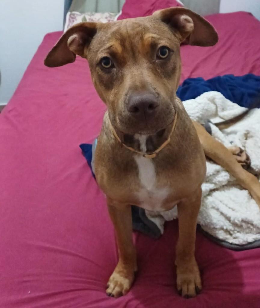 Juan, cachorro de porte médio para adoção em Campinas - SP