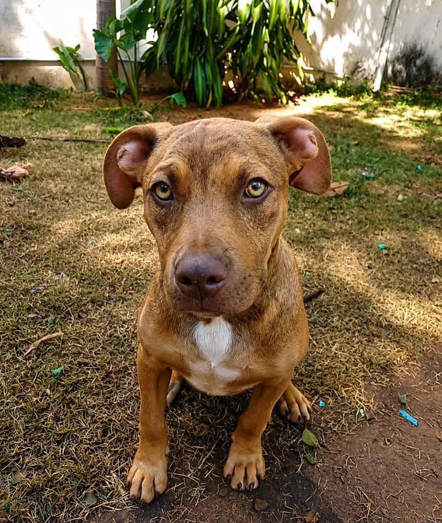 Juan, cachorro de porte médio para adoção em Campinas - SP — foto 2 de 3