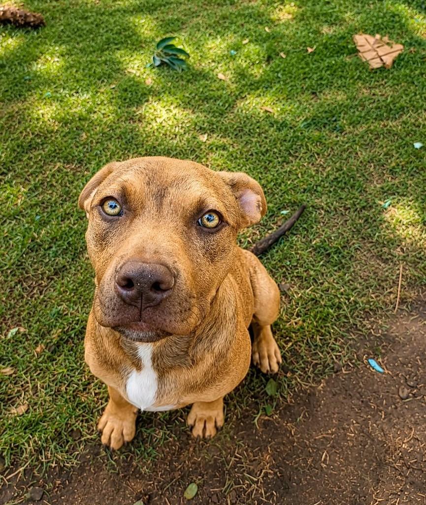 Juan, cachorro de porte médio para adoção em Campinas - SP — foto 3 de 3