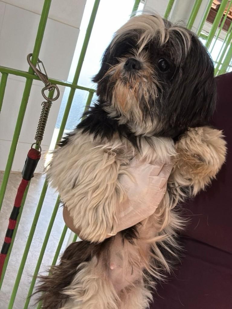 Salsinha, cadela de porte pequeno para adoção em Campinas - SP