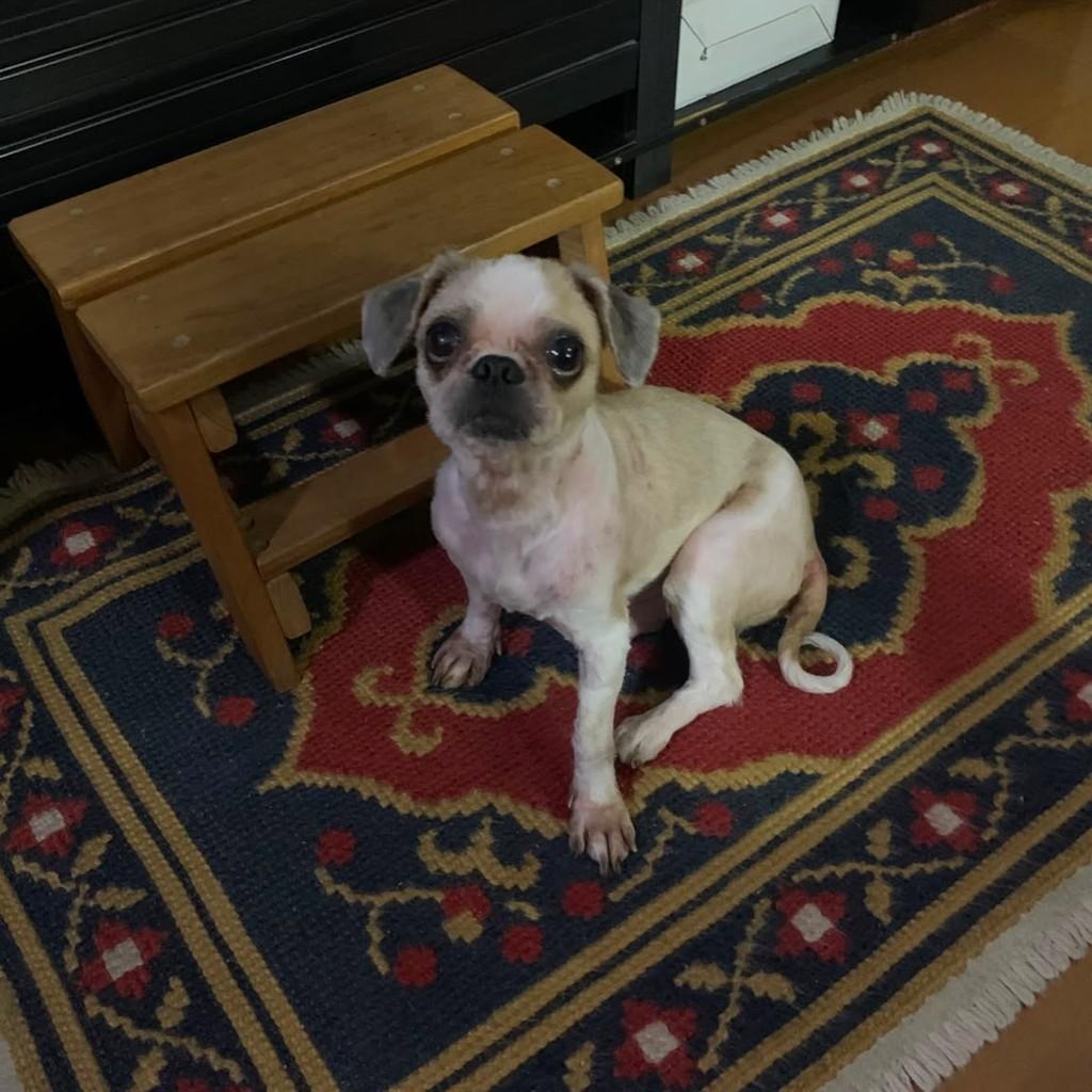 Gui, cachorro de porte pequeno para adoção em Campinas - SP