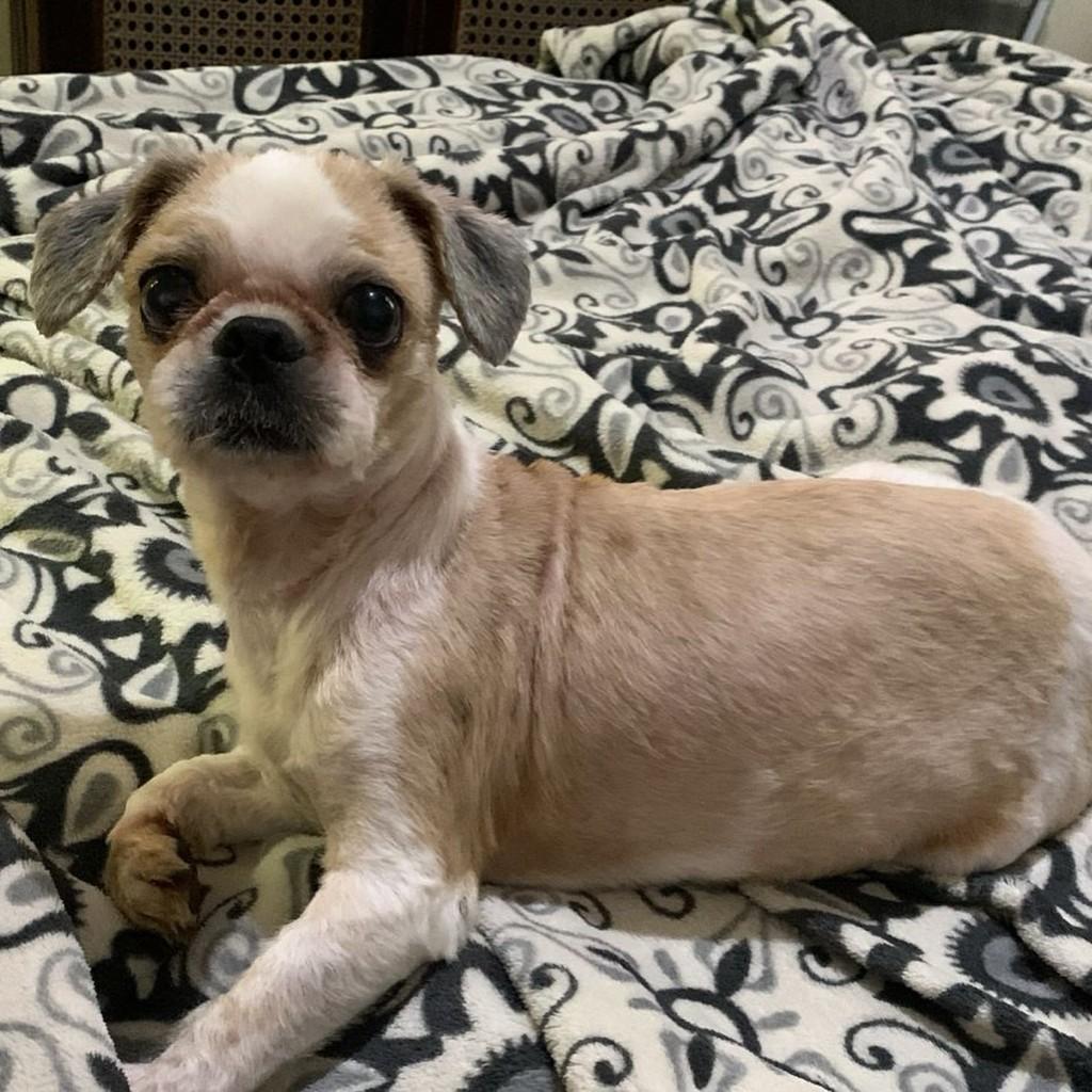 Gui, cachorro de porte pequeno para adoção em Campinas - SP — foto 2 de 2