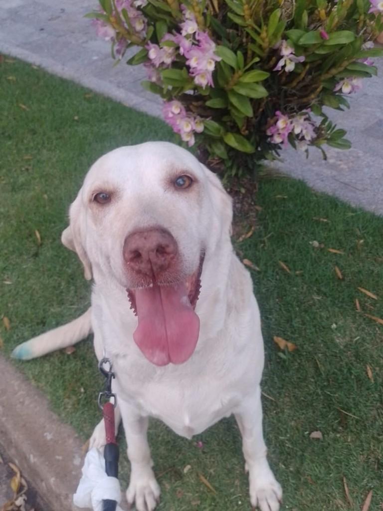 Luna, cadela de porte grande para adoção em Campinas - SP