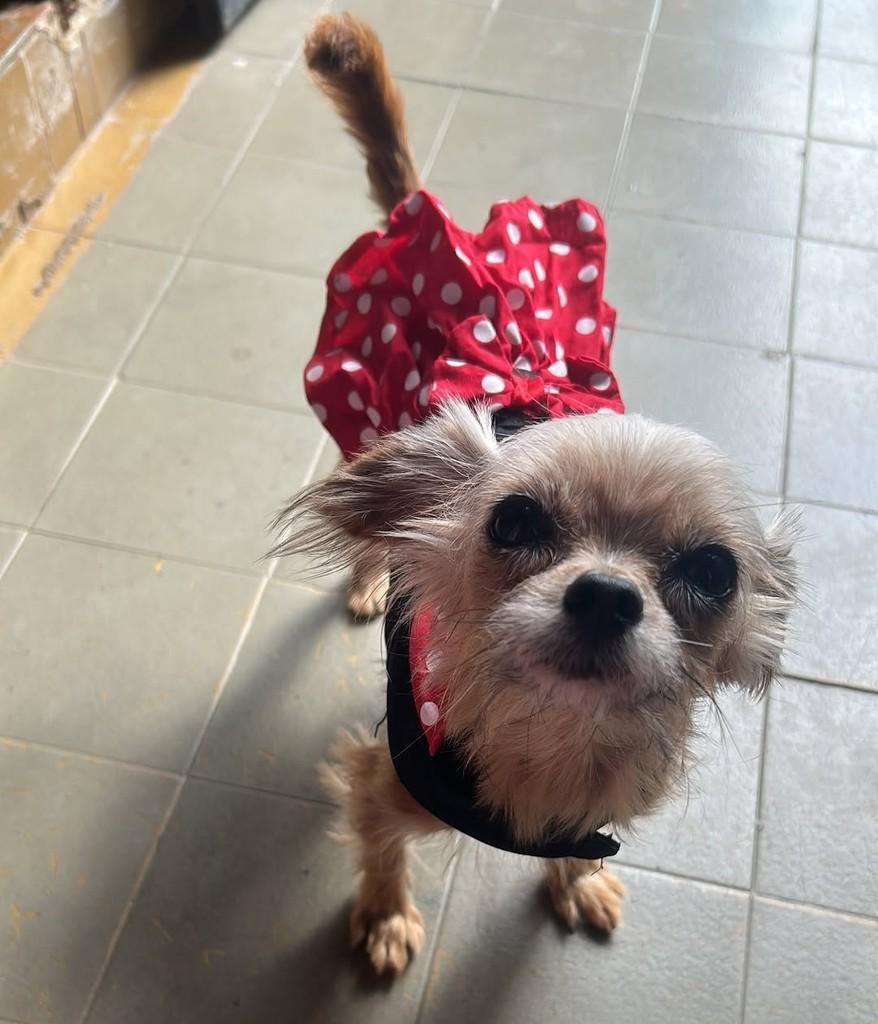 Patrícia Maria, cadela de porte pequeno para adoção em Campinas - SP