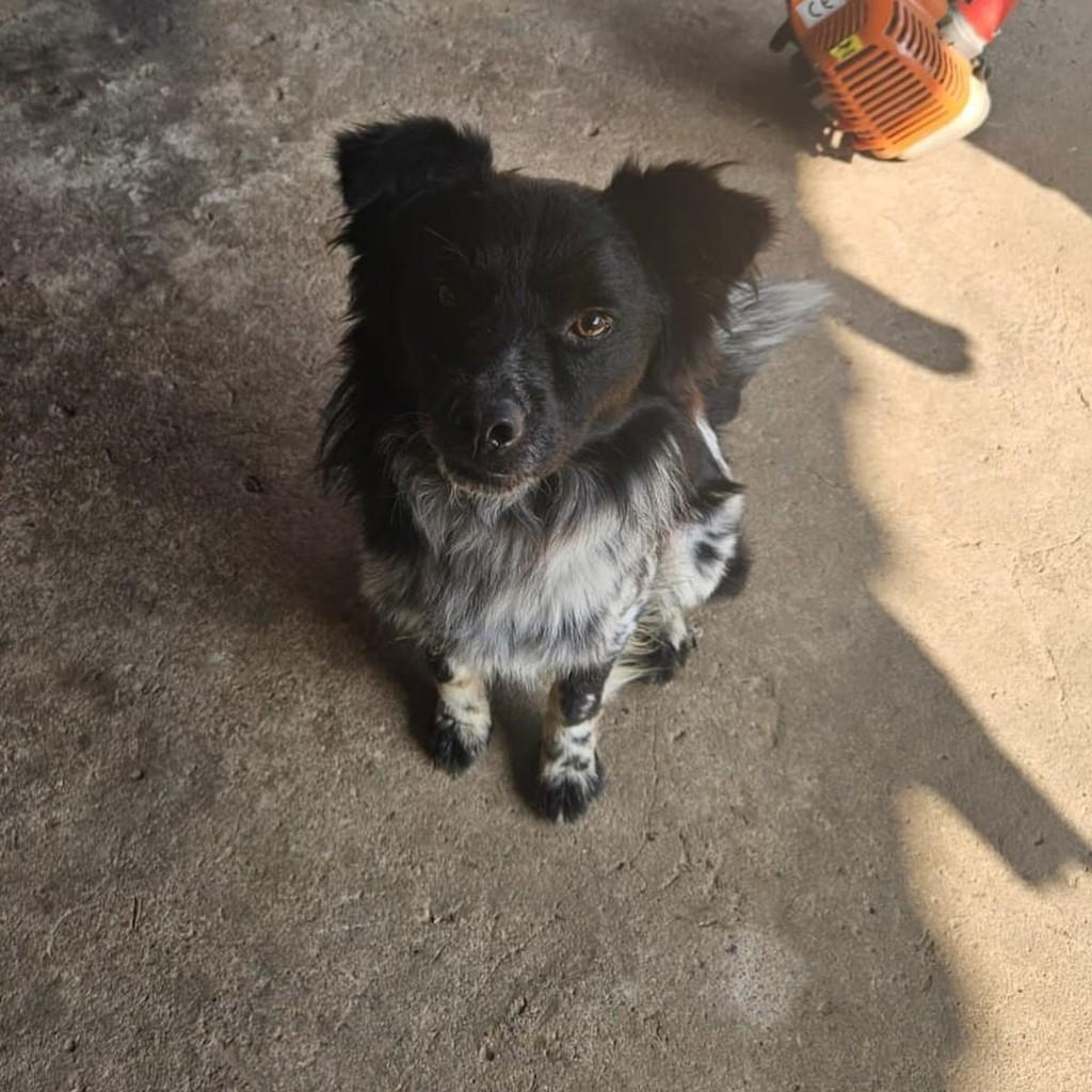 Urso, cachorro de porte médio para adoção em Campinas - SP