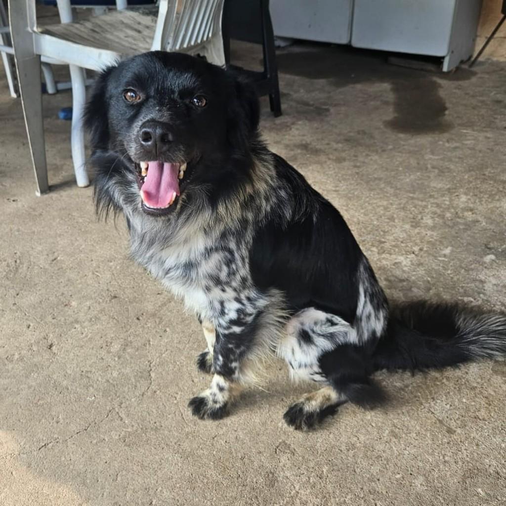Urso, cachorro de porte médio para adoção em Campinas - SP — foto 2 de 6