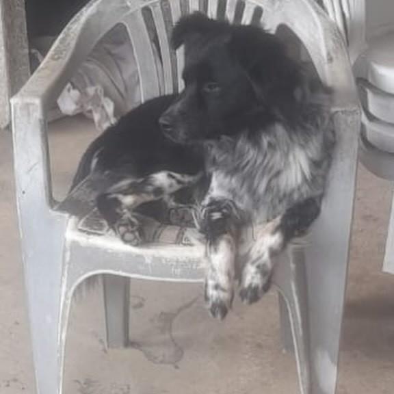 Urso, cachorro de porte médio para adoção em Campinas - SP — foto 3 de 6