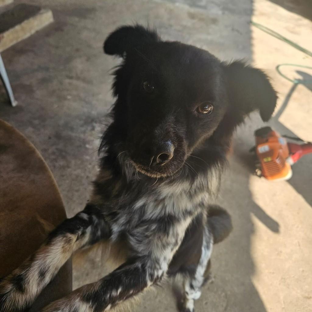 Urso, cachorro de porte médio para adoção em Campinas - SP — foto 4 de 6