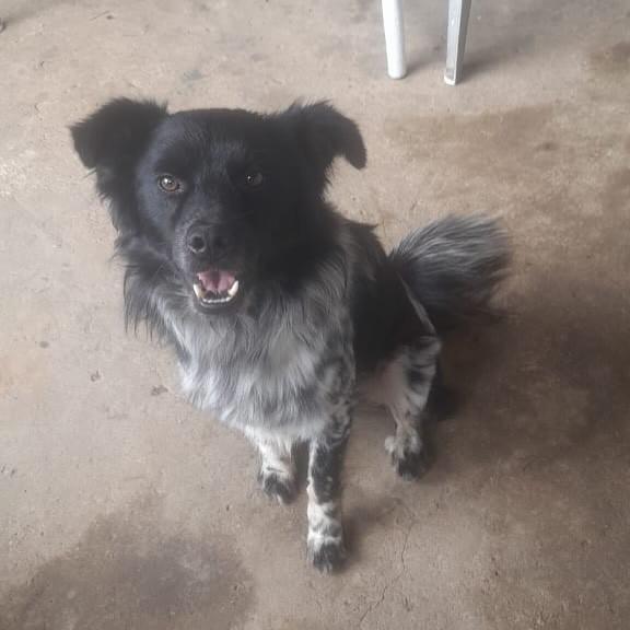 Urso, cachorro de porte médio para adoção em Campinas - SP — foto 5 de 6