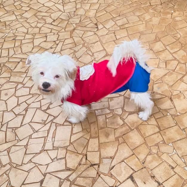 Kiwi, cachorro de porte pequeno para adoção em Campinas - SP