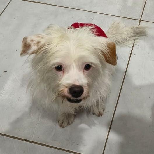 Kiwi, cachorro de porte pequeno para adoção em Campinas - SP — foto 2 de 4