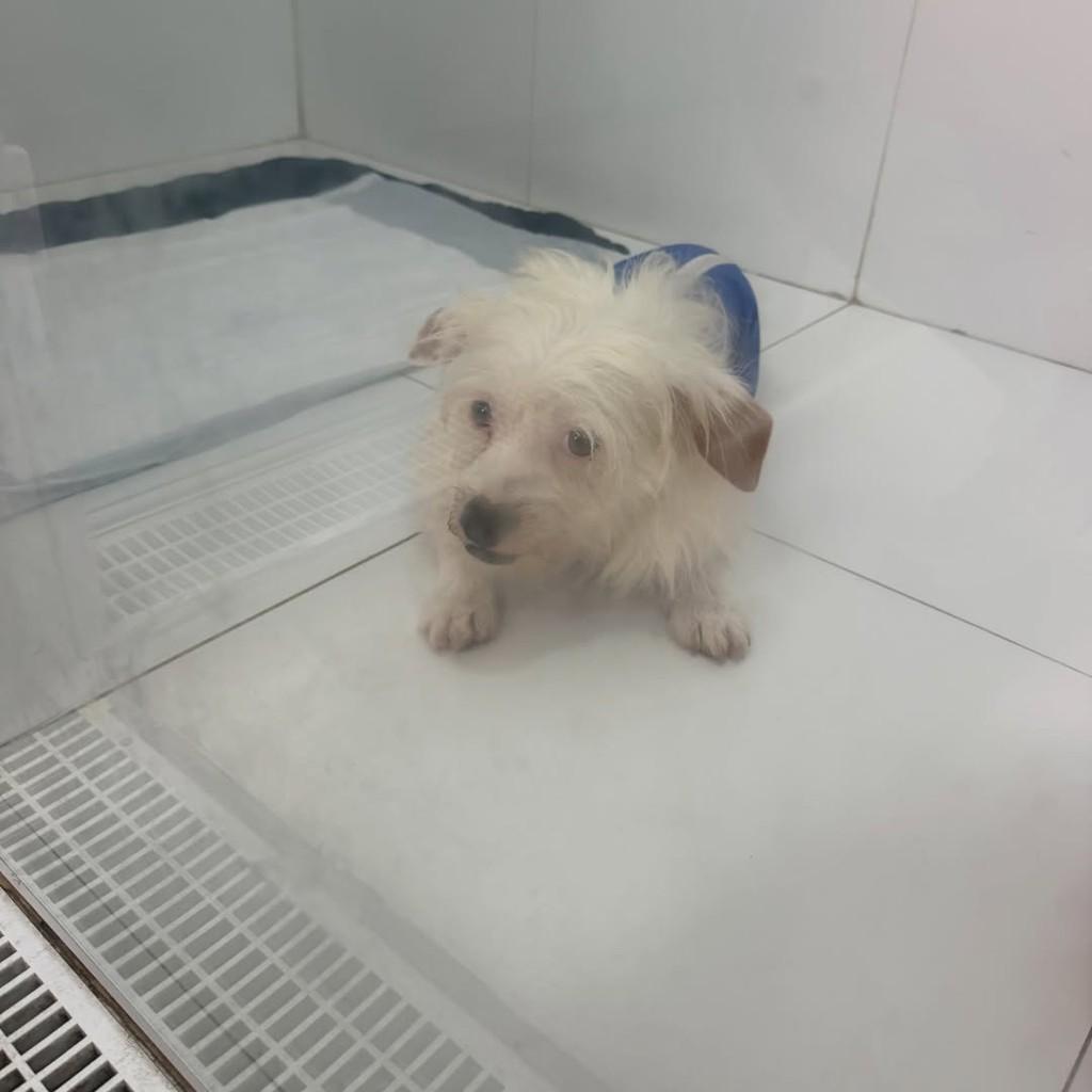 Kiwi, cachorro de porte pequeno para adoção em Campinas - SP — foto 3 de 4