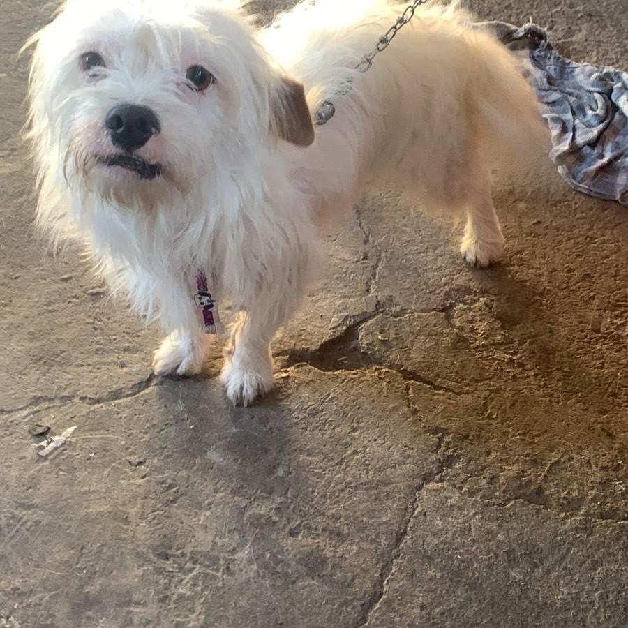 Kiwi, cachorro de porte pequeno para adoção em Campinas - SP — foto 4 de 4