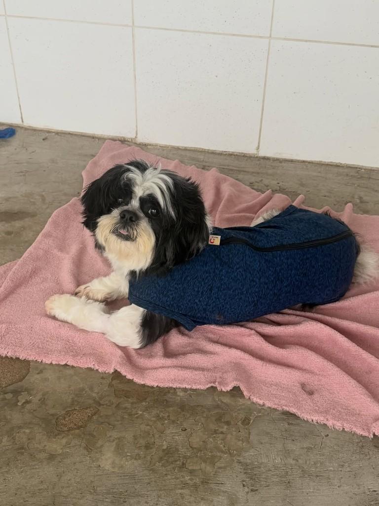 Tomilho, cachorro de porte pequeno para adoção em Campinas - SP