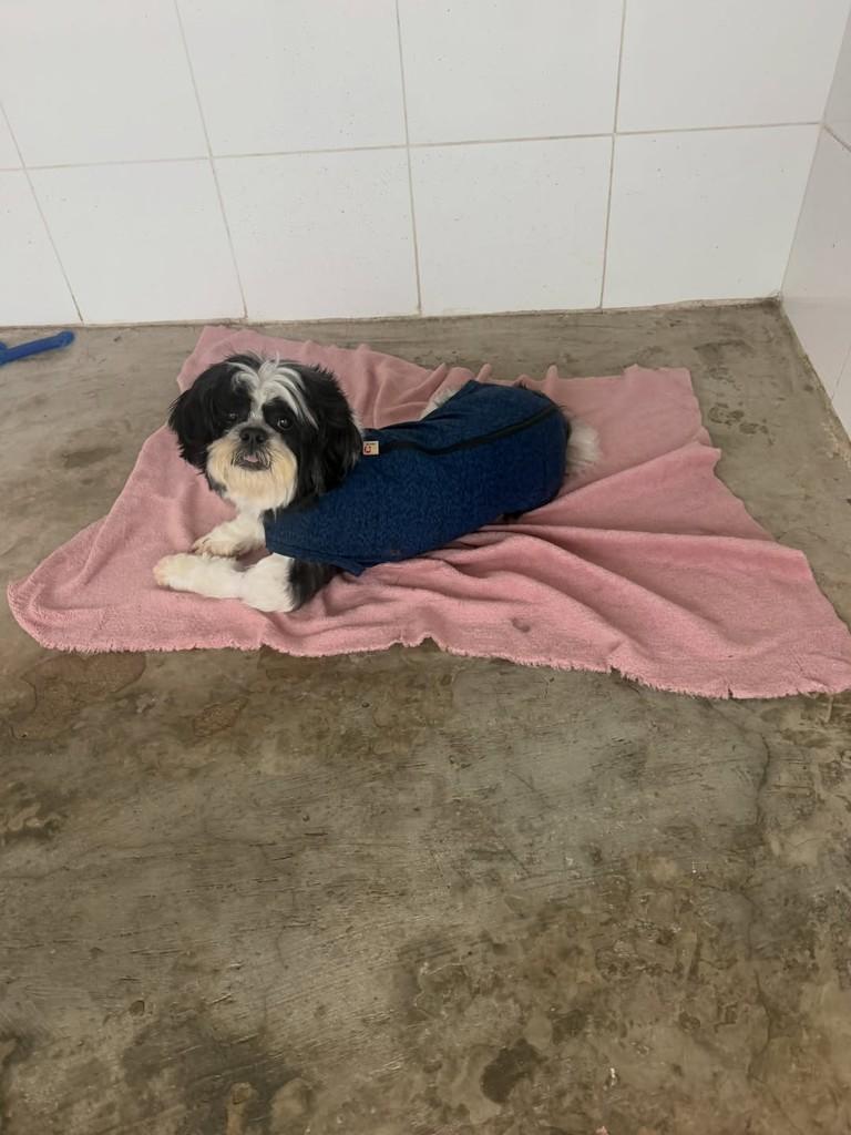 Tomilho, cachorro de porte pequeno para adoção em Campinas - SP — foto 2 de 3
