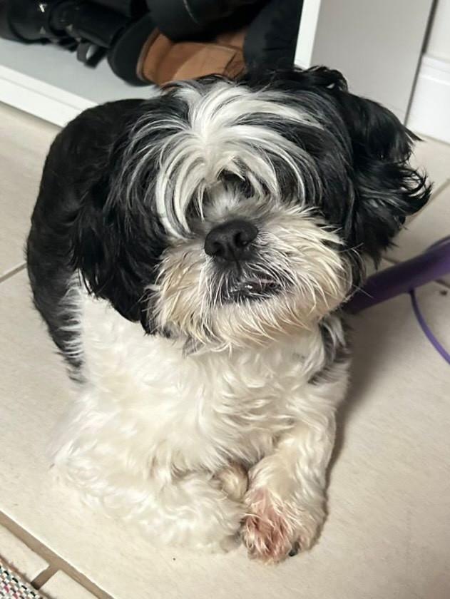Tomilho, cachorro de porte pequeno para adoção em Campinas - SP — foto 3 de 3