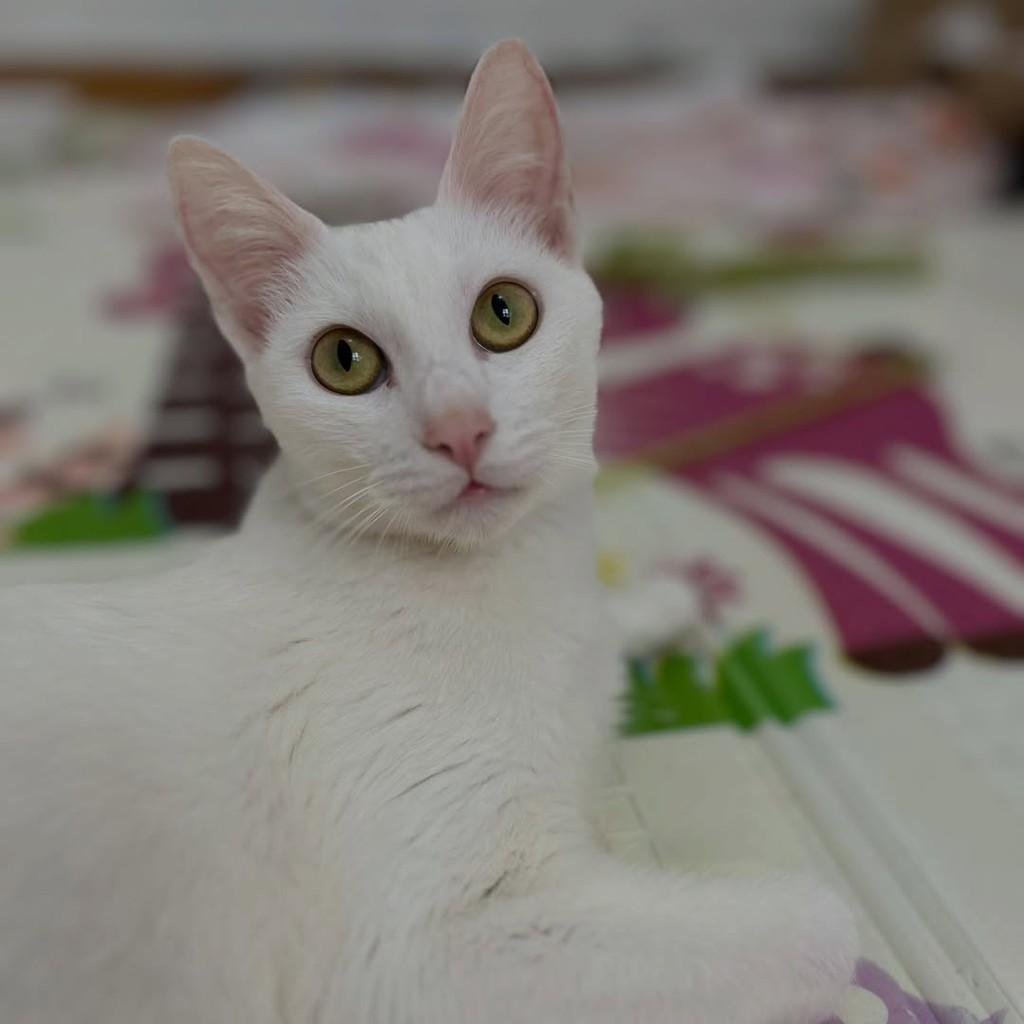 Marie, gata de porte médio para adoção em Campinas - SP