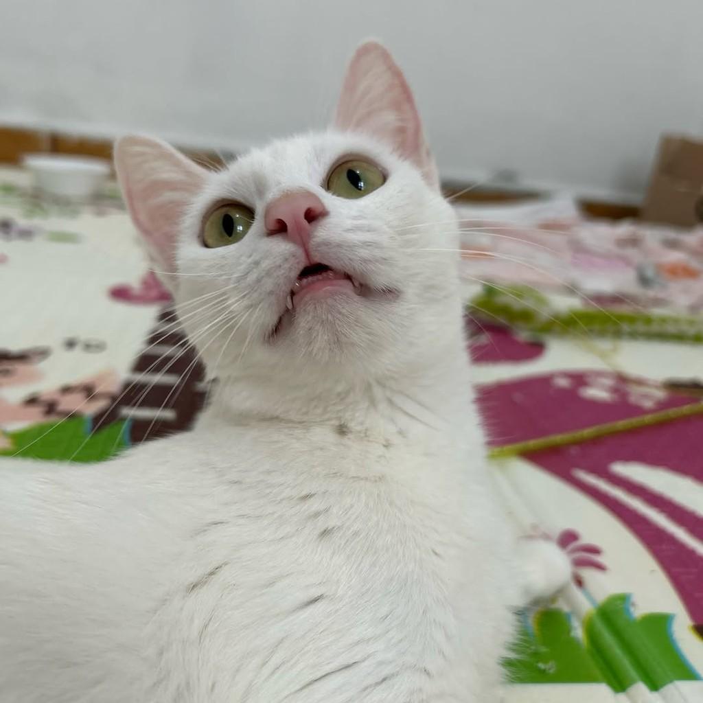 Marie, gata de porte médio para adoção em Campinas - SP — foto 2 de 11