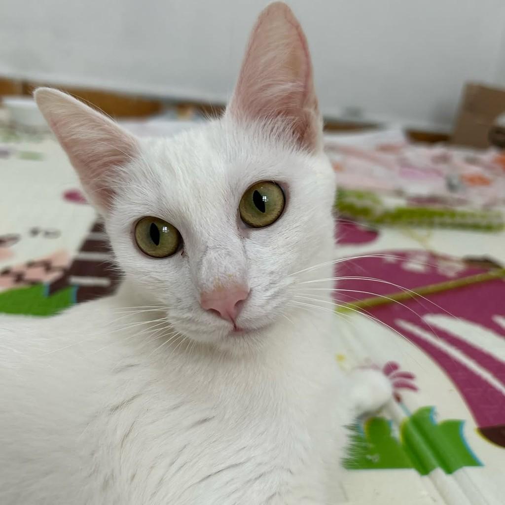 Marie, gata de porte médio para adoção em Campinas - SP — foto 3 de 11
