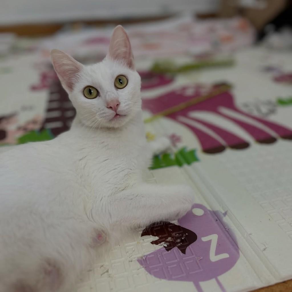 Marie, gata de porte médio para adoção em Campinas - SP — foto 4 de 11