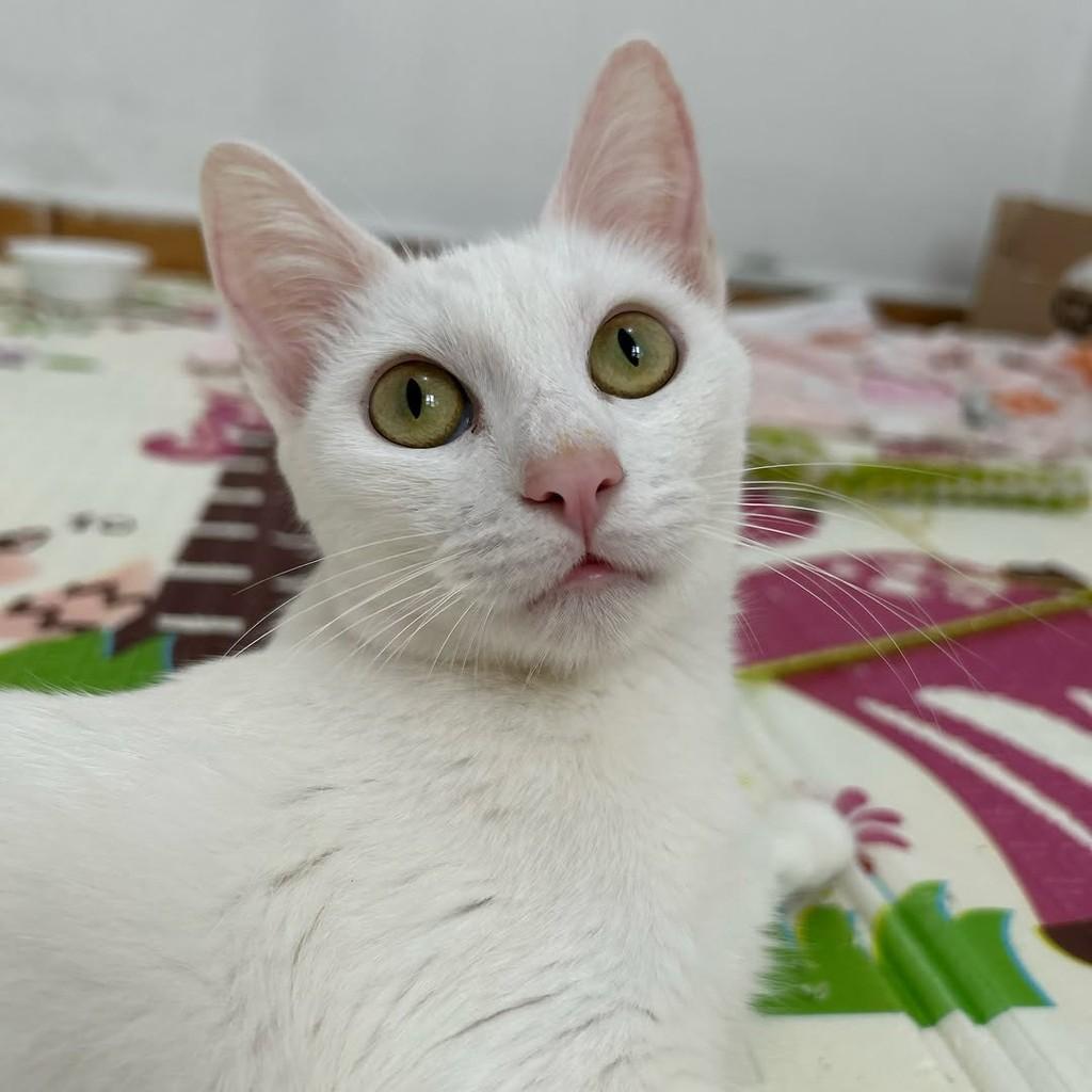Marie, gata de porte médio para adoção em Campinas - SP — foto 5 de 11