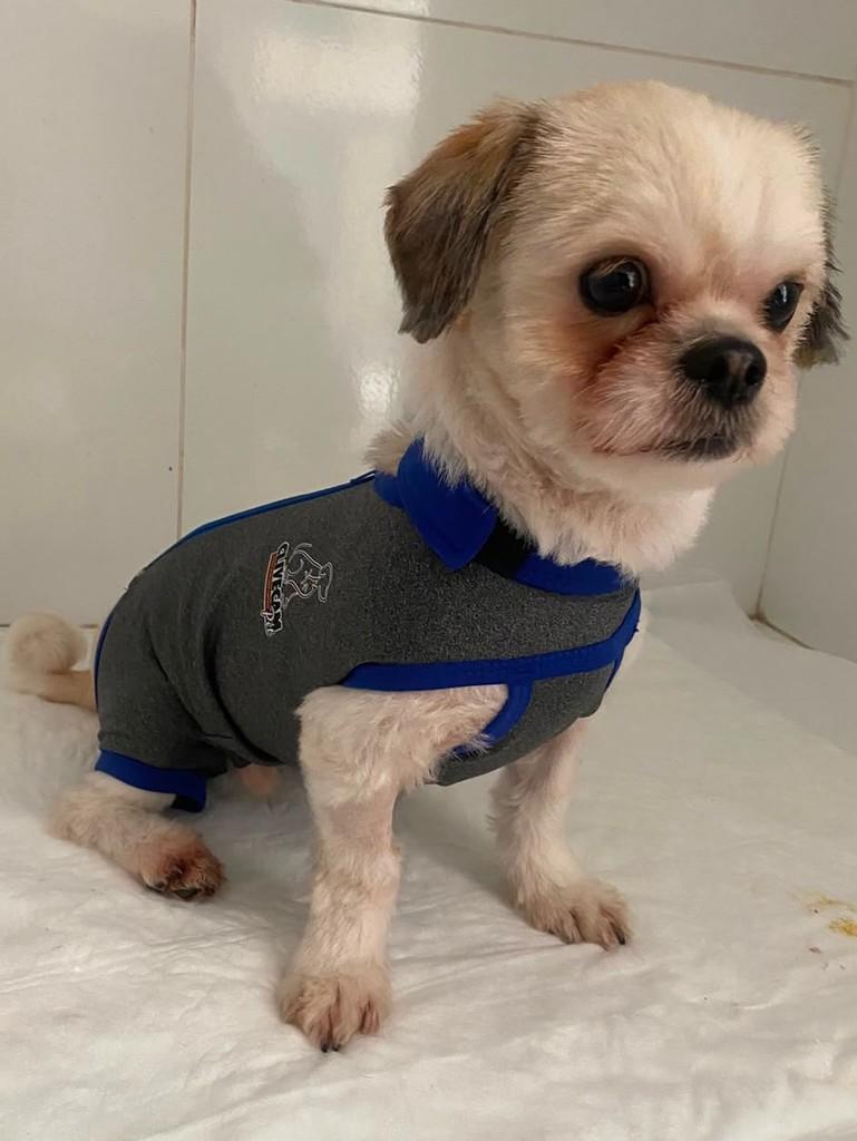 Coentro, cachorro de porte pequeno para adoção em Campinas - SP