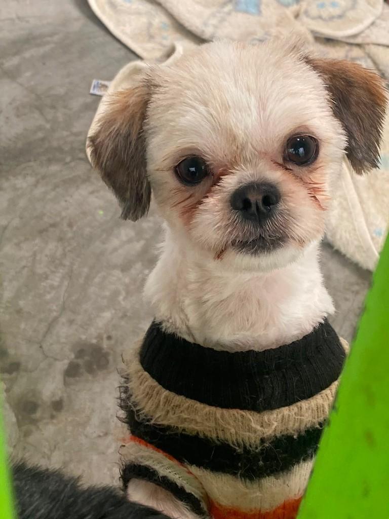 Coentro, cachorro de porte pequeno para adoção em Campinas - SP — foto 2 de 2