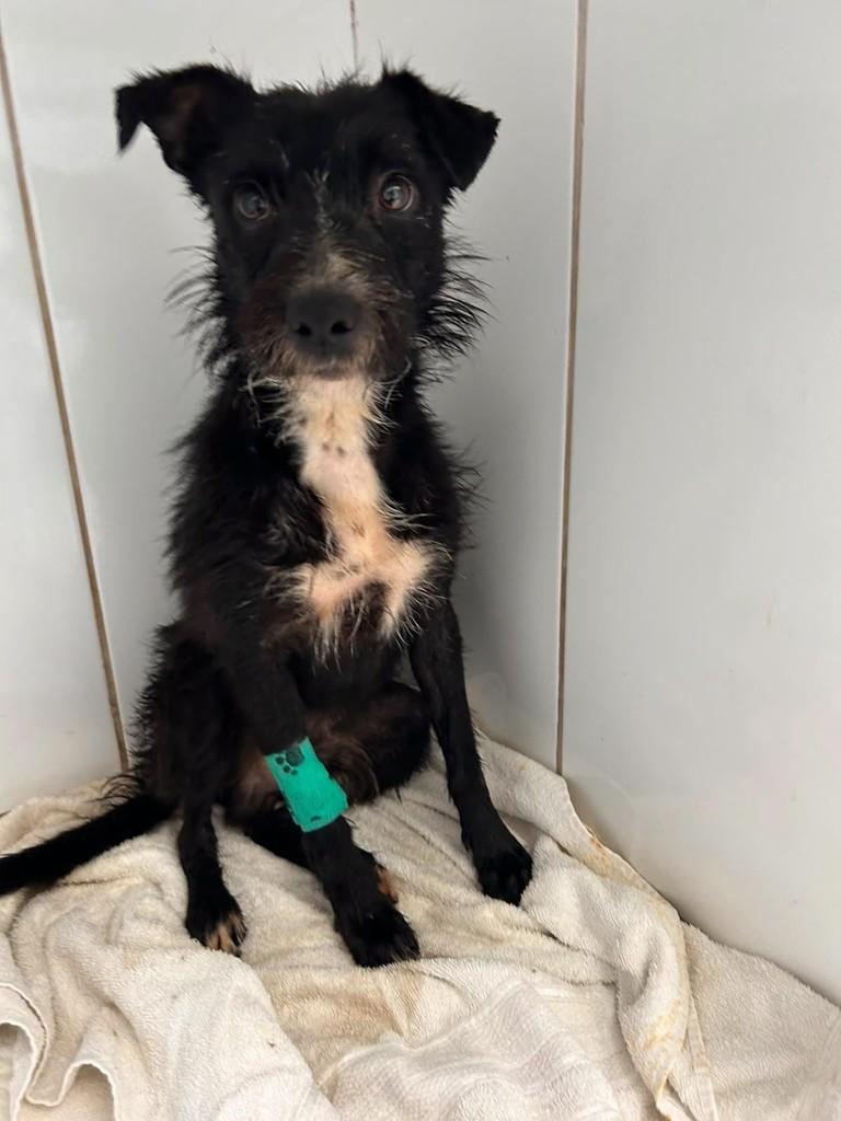 Toninho, cachorro de porte pequeno para adoção em Campinas - SP