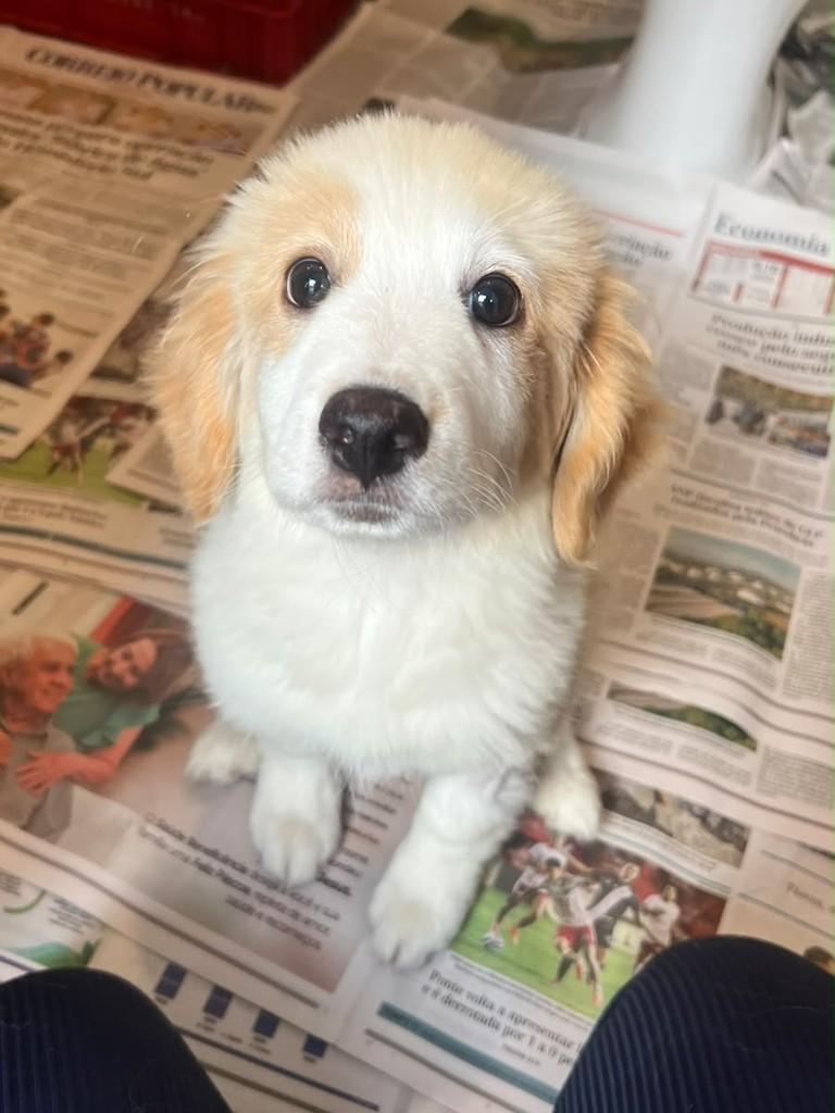 Ursa, cachorro de porte pequeno para adoção em Campinas - SP