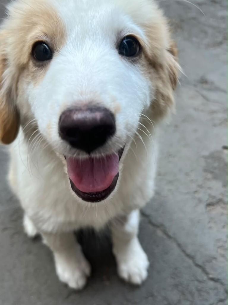 Ursa, cachorro de porte pequeno para adoção em Campinas - SP — foto 2 de 5