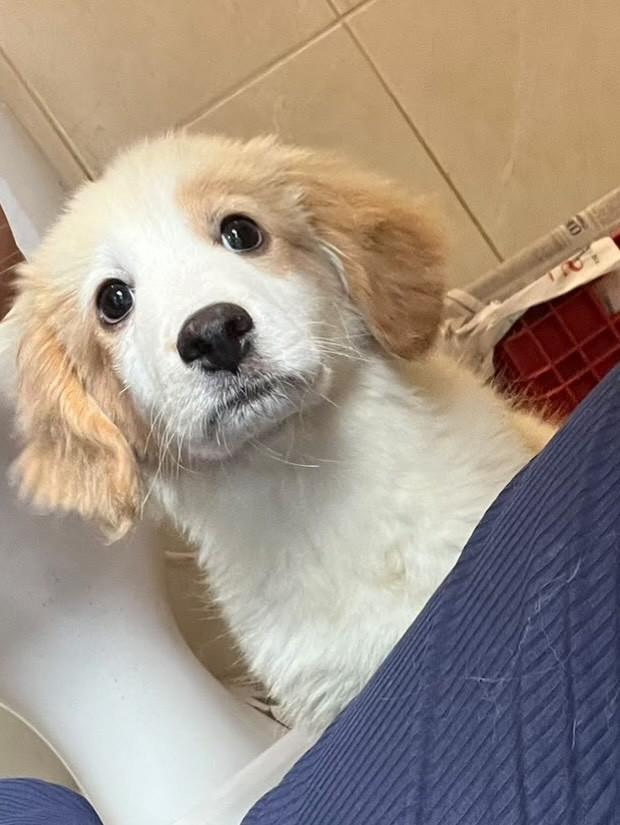 Ursa, cachorro de porte pequeno para adoção em Campinas - SP — foto 3 de 5