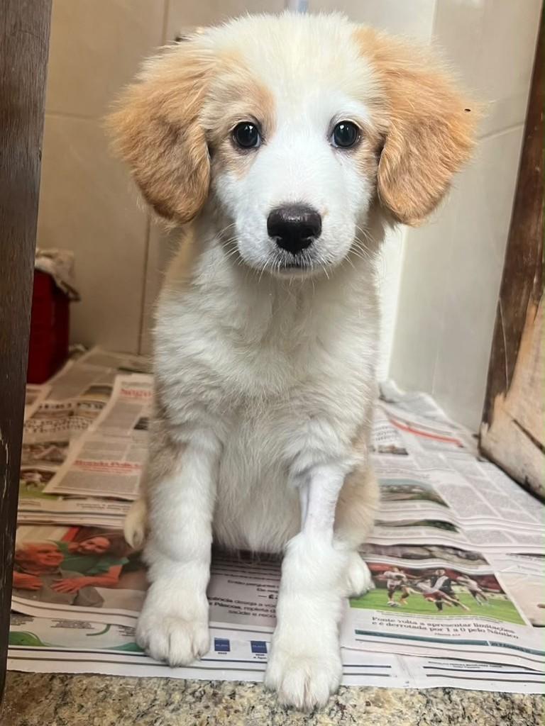 Ursa, cachorro de porte pequeno para adoção em Campinas - SP — foto 4 de 5