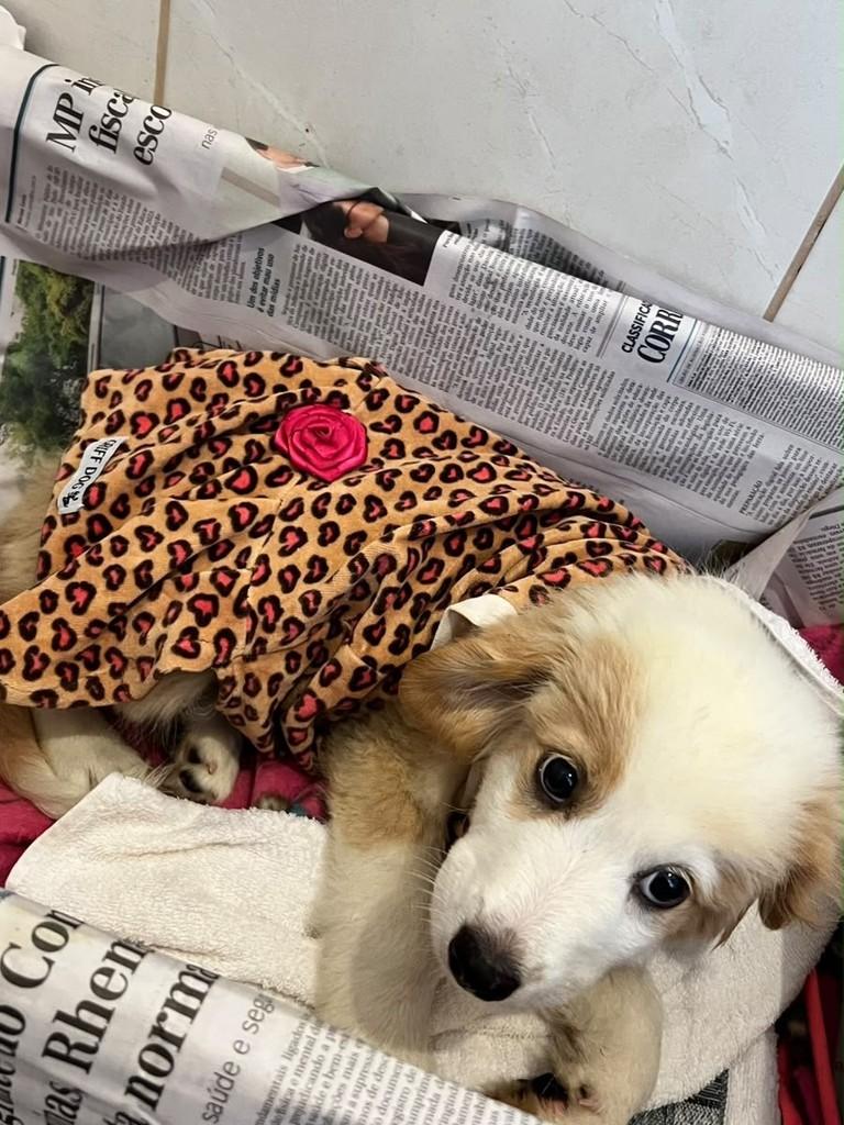 Ursa, cachorro de porte pequeno para adoção em Campinas - SP — foto 5 de 5