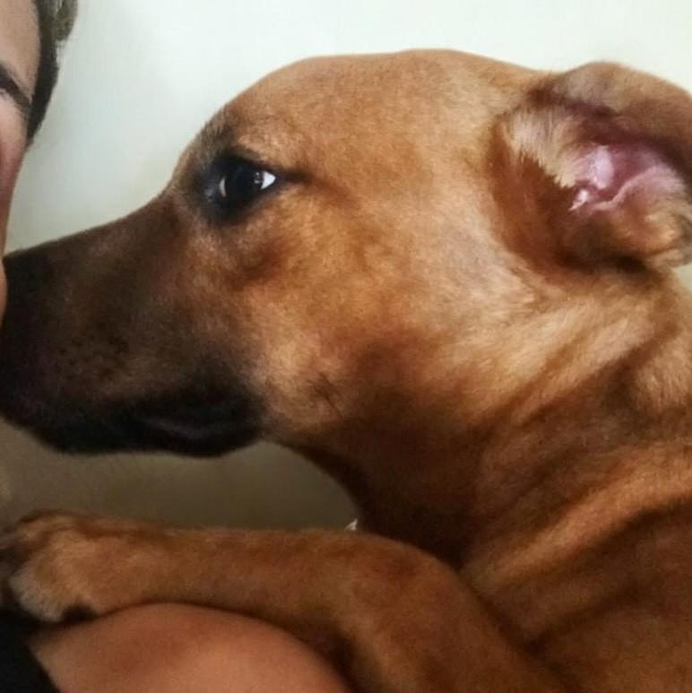 Lê, cachorro de porte médio para adoção em Campinas - SP