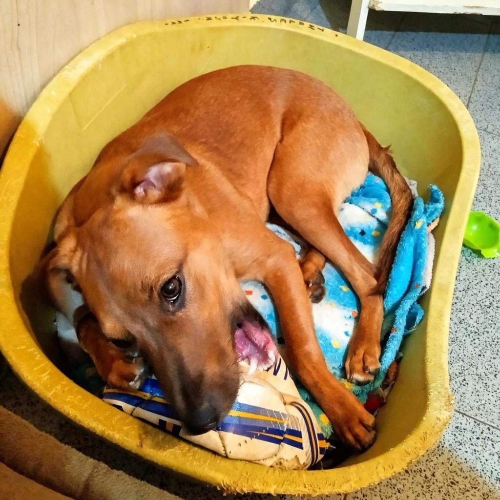 Lê, cachorro de porte médio para adoção em Campinas - SP — foto 2 de 8