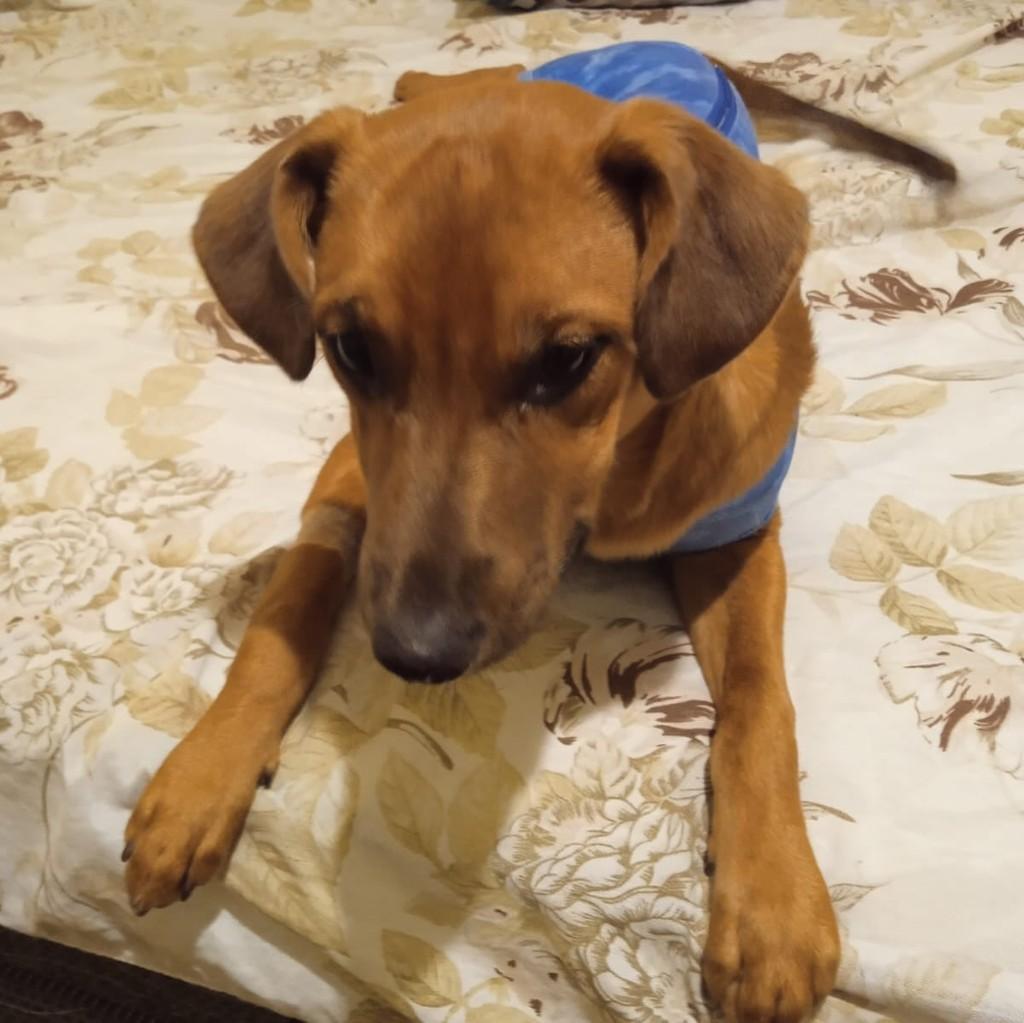 Lê, cachorro de porte médio para adoção em Campinas - SP — foto 3 de 8