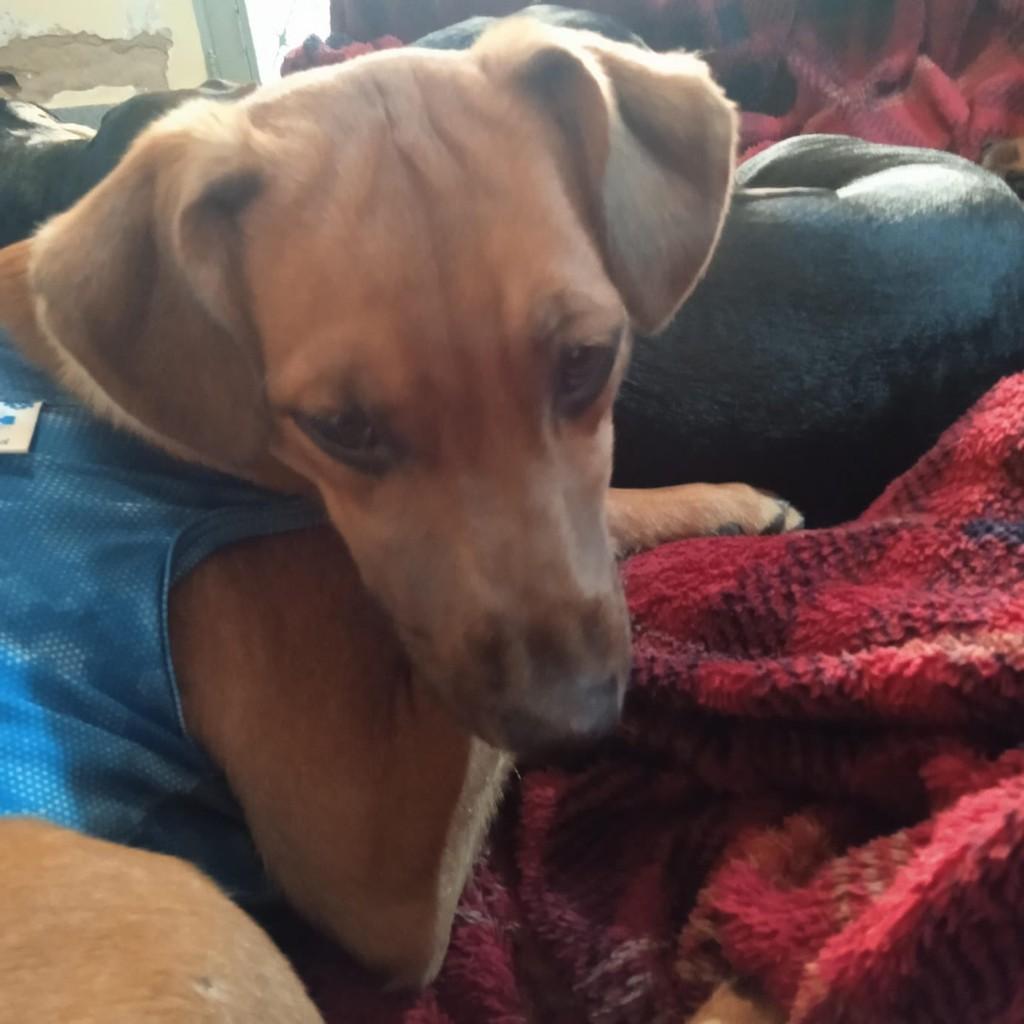 Lê, cachorro de porte médio para adoção em Campinas - SP — foto 4 de 8