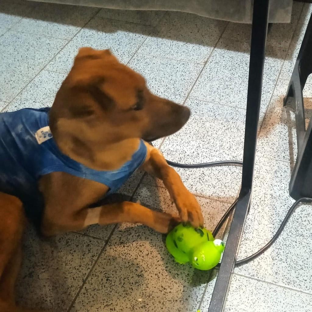 Lê, cachorro de porte médio para adoção em Campinas - SP — foto 5 de 8