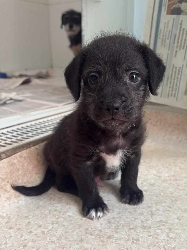 Pingo, cachorro de porte pequeno para adoção em Campinas - SP