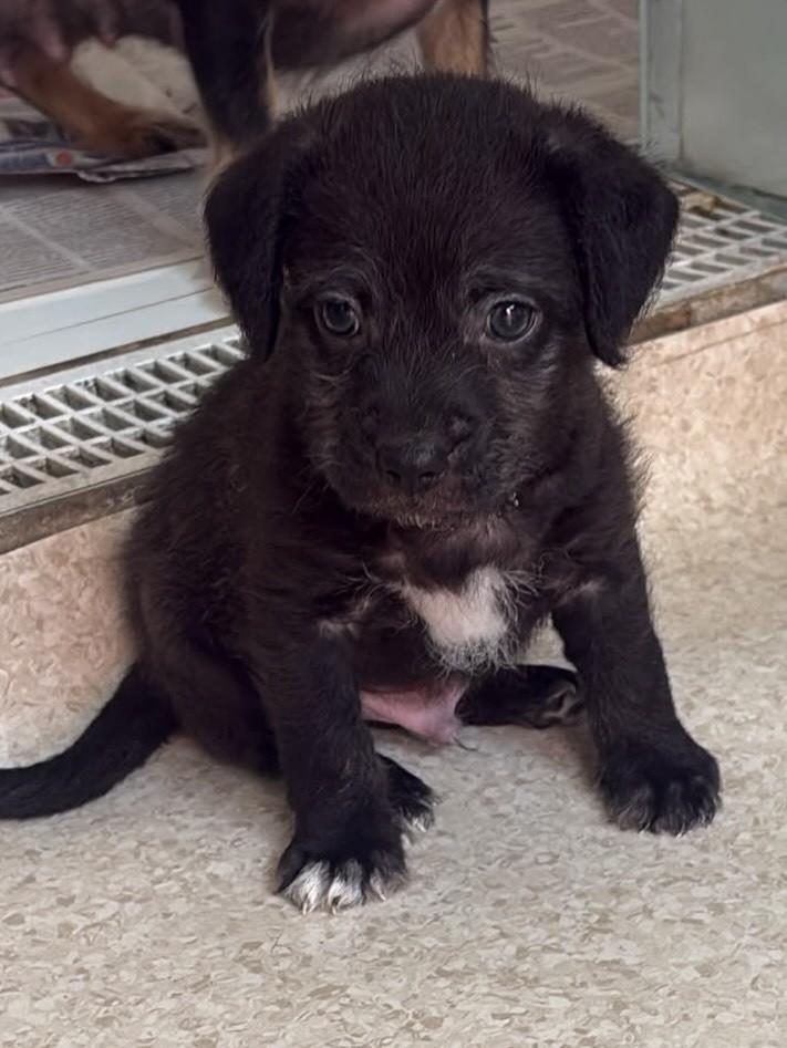 Pingo, cachorro de porte pequeno para adoção em Campinas - SP — foto 2 de 3