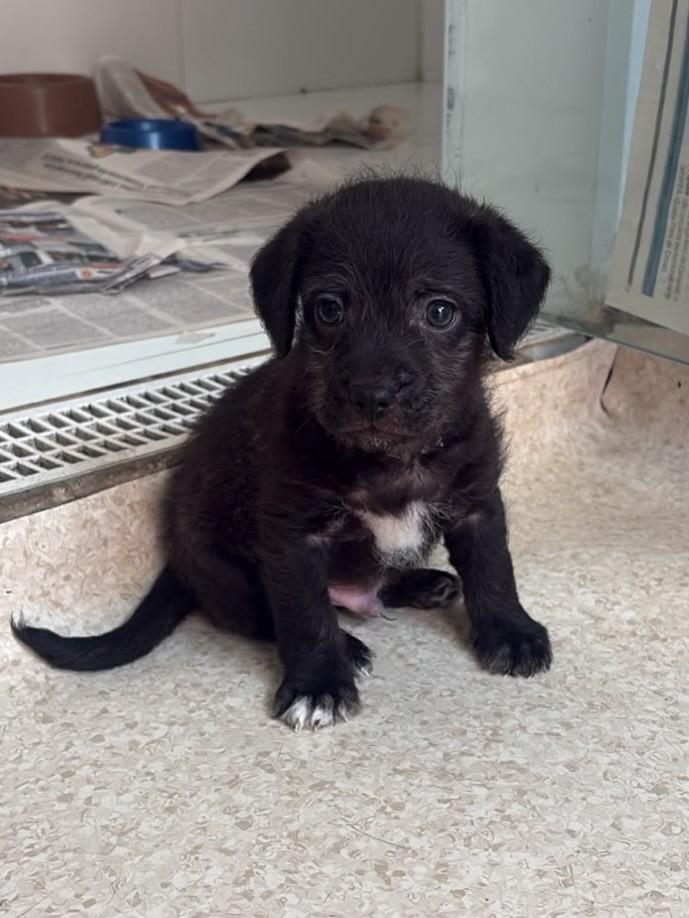 Pingo, cachorro de porte pequeno para adoção em Campinas - SP — foto 3 de 3