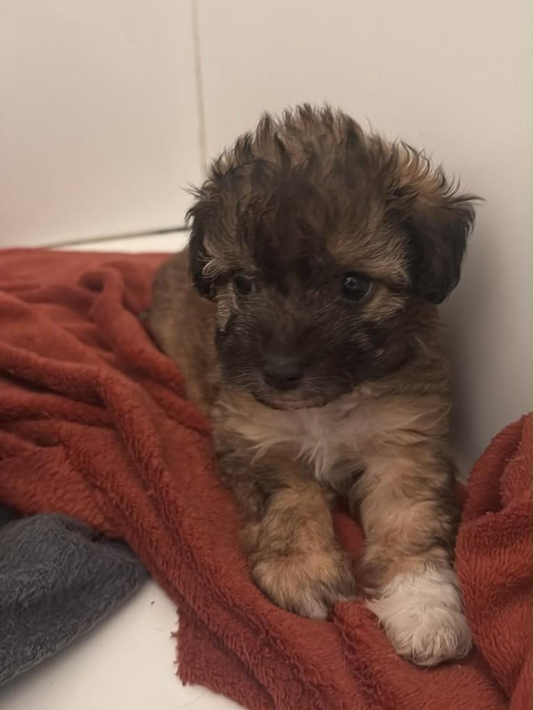 Geada, cachorro de porte pequeno para adoção em Campinas - SP