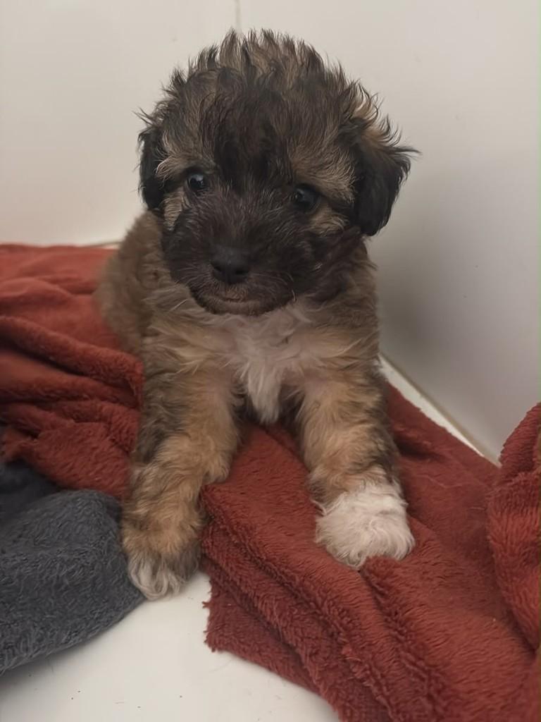 Geada, cachorro de porte pequeno para adoção em Campinas - SP — foto 2 de 2