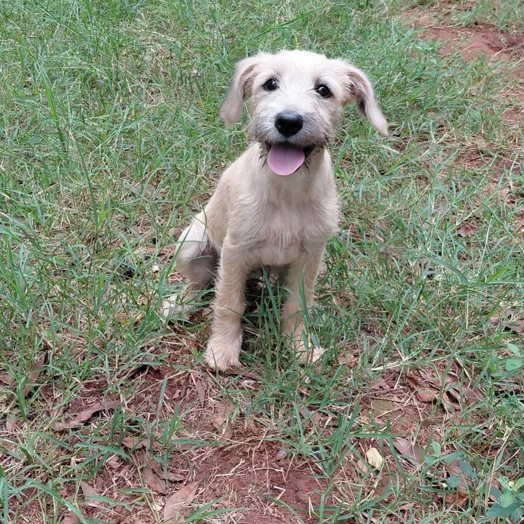 Helena, cadela de porte médio para adoção em Paulínia - SP