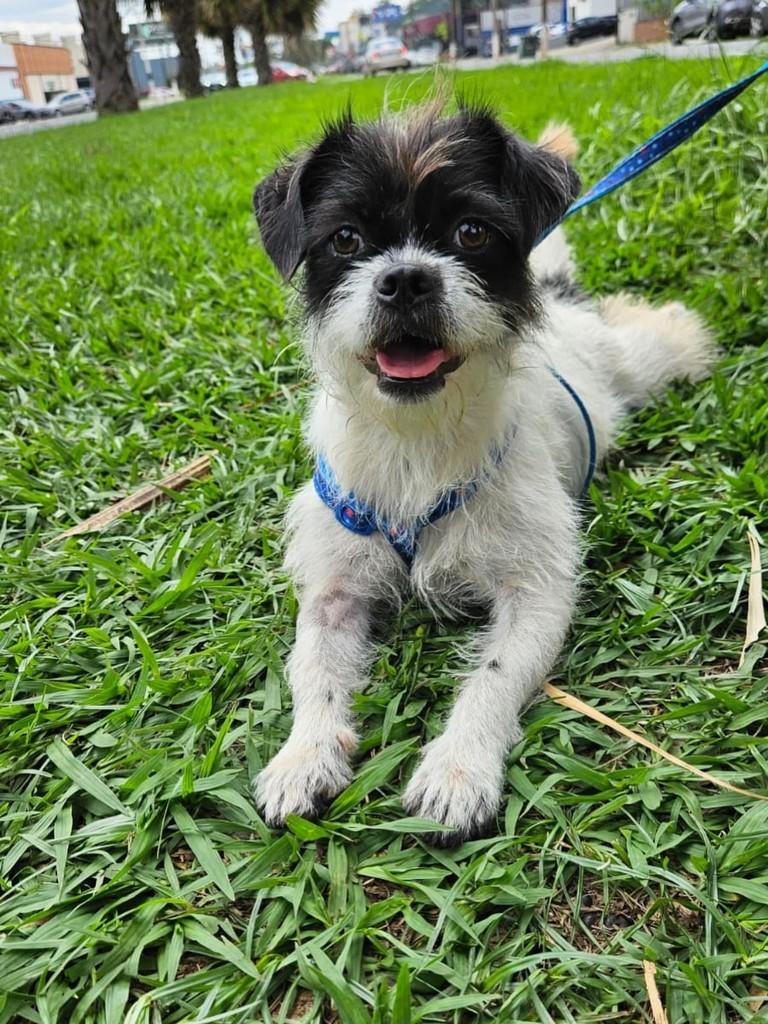 Silla, cadela de porte pequeno para adoção em Paulínia - SP