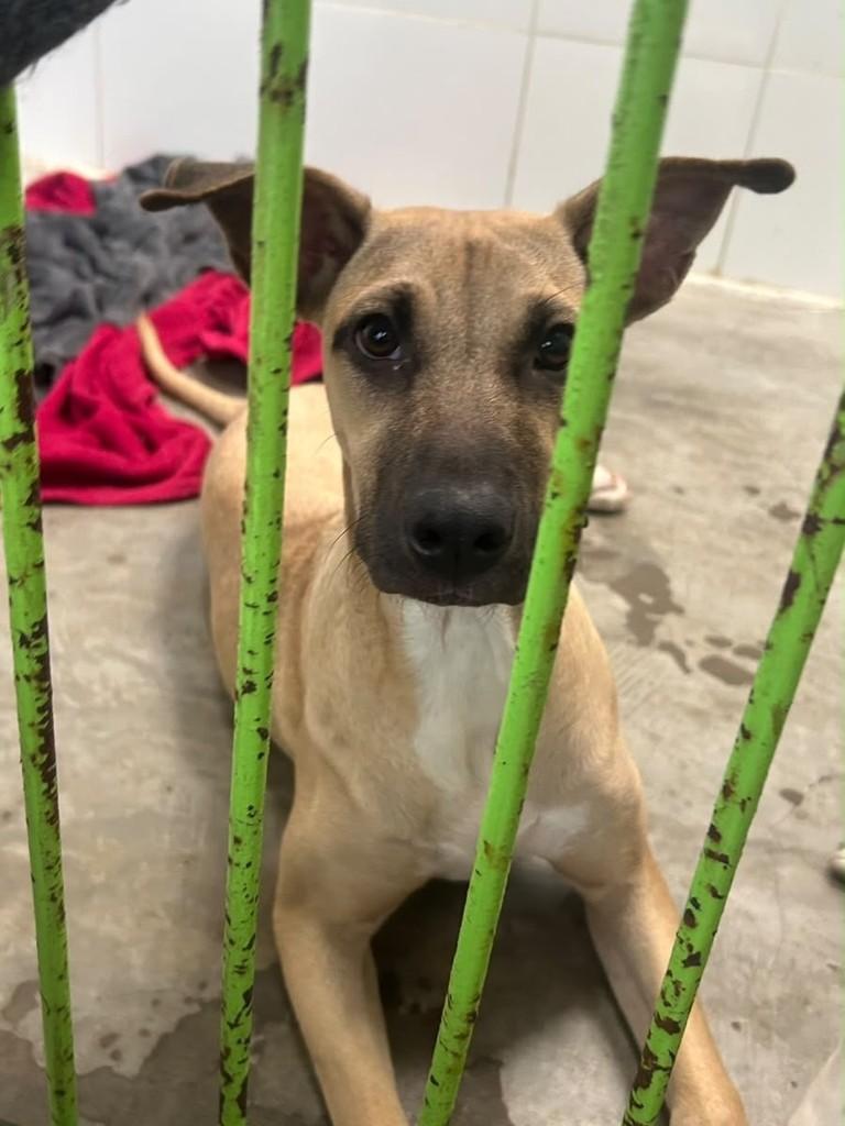 Polenta, cadela de porte médio para adoção em Campinas - SP