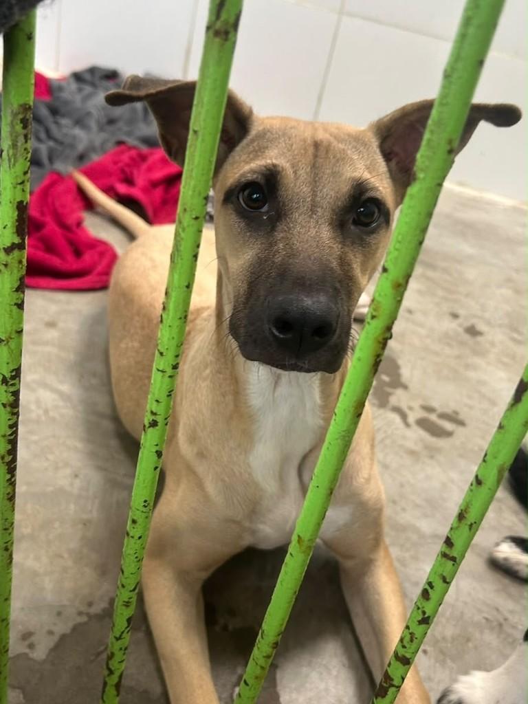 Polenta, cadela de porte médio para adoção em Campinas - SP — foto 2 de 5