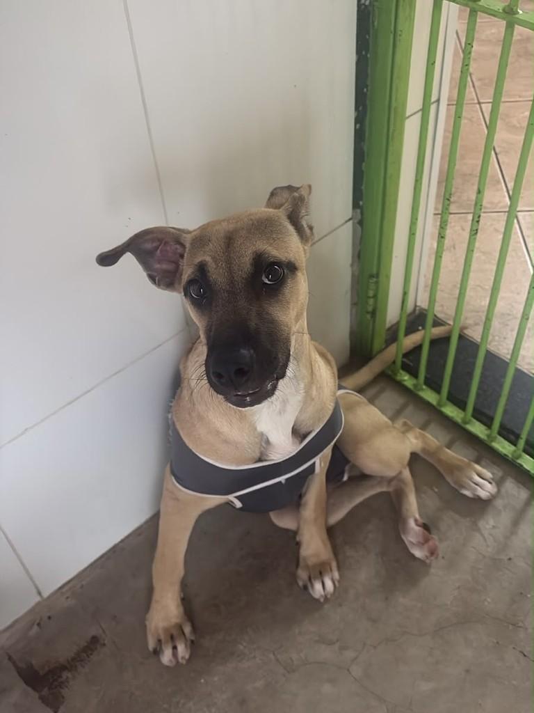 Polenta, cadela de porte médio para adoção em Campinas - SP — foto 3 de 5